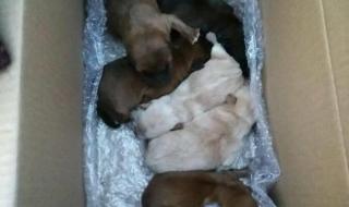 小狗学叫的真正结局